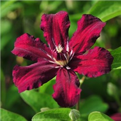 Клематис Стасик крупноцветковый (яркий пурпурно-красный, 3 гр обр) 1 шт Поиск